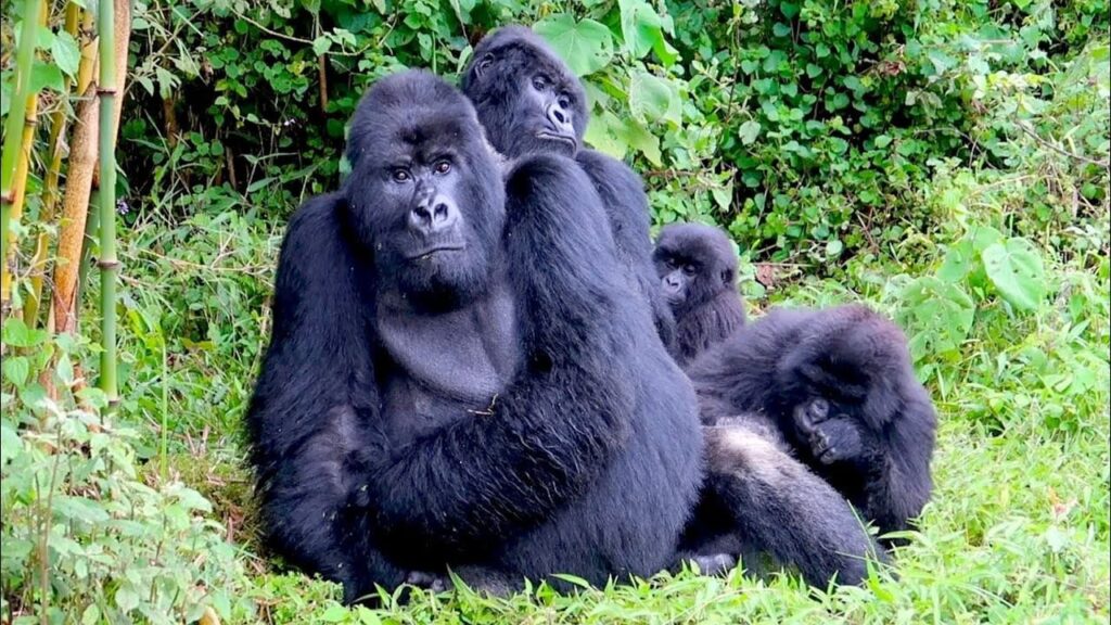 12-Day Uganda Gorilla Trekking & Rwenzori Hike to Margherita