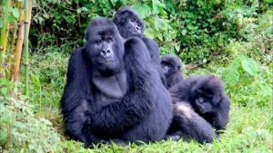 12-Day Uganda Gorilla Trekking & Rwenzori Hike to Margherita