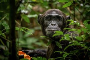 12 Days Gorilla & Chimpanzee Trip