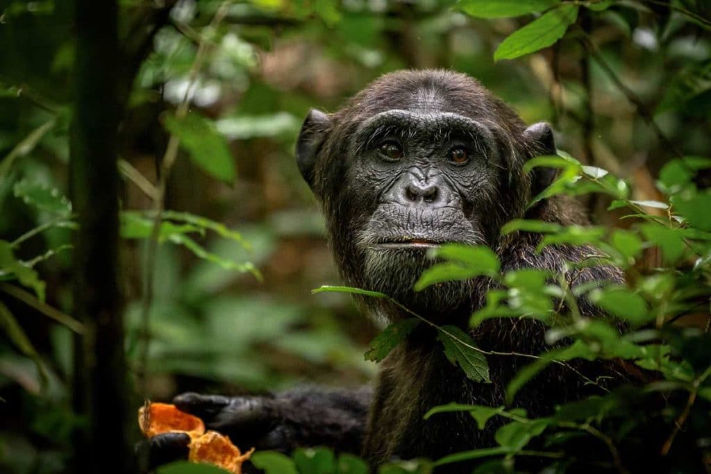 12 Days Gorilla & Chimpanzee Trip