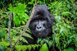 13-Day Rwanda &Uganda Gorilla Trekking &Big Game Safari
