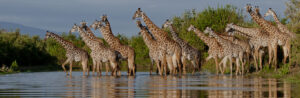 13 Days Best of Tanzania & Kenya