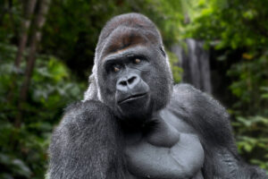 13 amazing day Primate, wildlife in Tanzania, Rwanda, Uganda