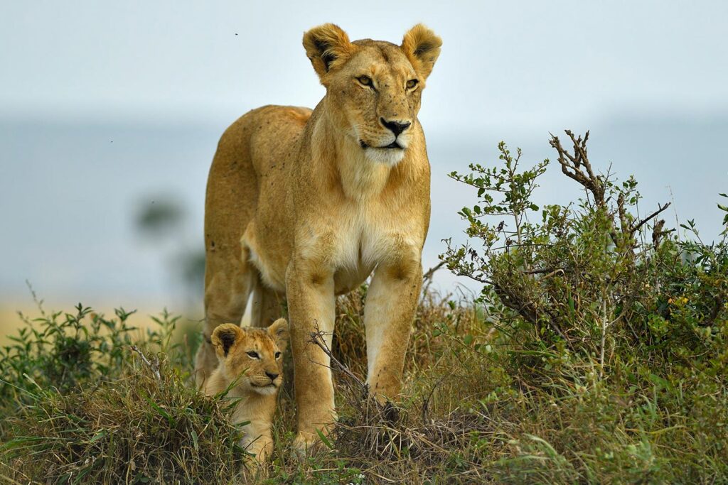 14 Days Burundi Rwanda Uganda Safari