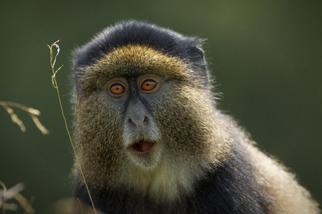 14 Days Uganda, Rwanda & Tanzania’s wildlife and primates