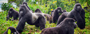 14 days great apes of Uganda and Rwanda