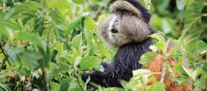 15 Day best of Rwanda & Uganda