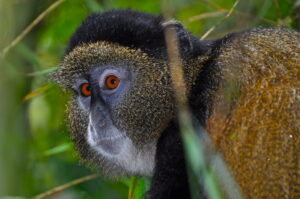 15 Days Uganda Tanzania Wildlife Primate & Beach Life