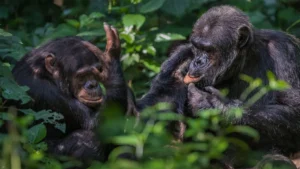 15 Margarita summit, Chimpanzee & Gorillas