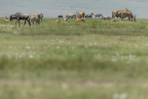 17 Days mountain gorillas and wildlife safari vacation