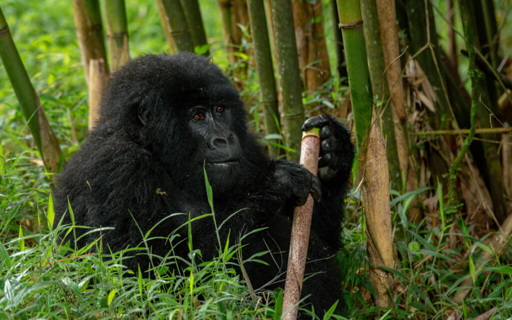 2 Day Gorilla at Mgahinga national park from Kigali