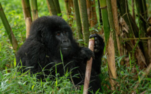 2 Day Gorilla at Mgahinga national park from Kigali
