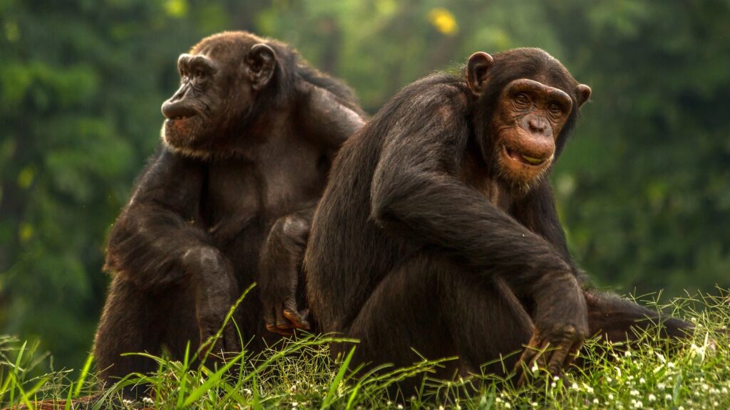 2 Days Kibale Chimps Trek