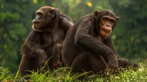 2 Days Kibale Chimps Trek