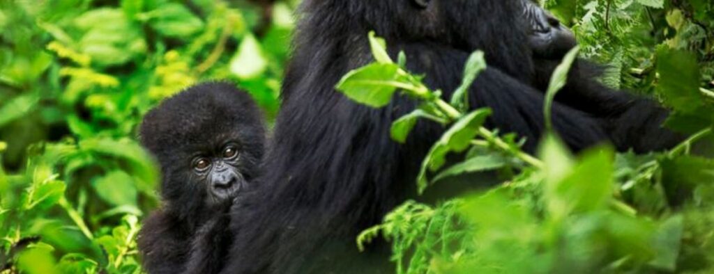 2 days gorilla trekking at Volcano national park from Kigali