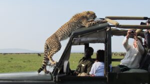 20 days wildebeest, gorillas and Victoria falls
