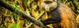 3 Day golden monkey habituation & gorillas