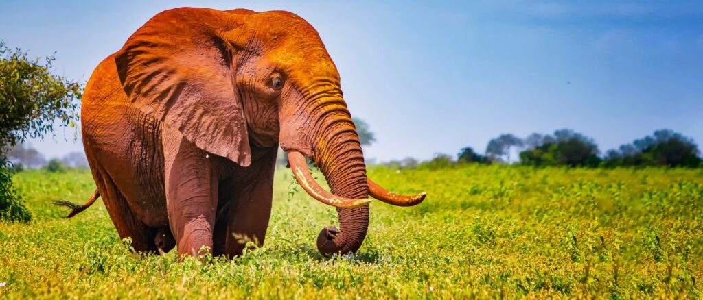 3 Days Amboseli National Park