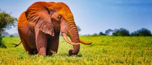 3 Days Amboseli National Park