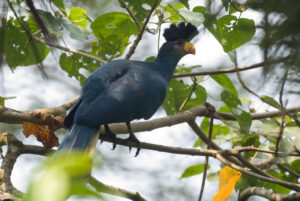 3 Days Birding in Murchison Falls Park