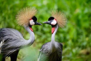 3 Days Birding in Queen Elizabeth Park