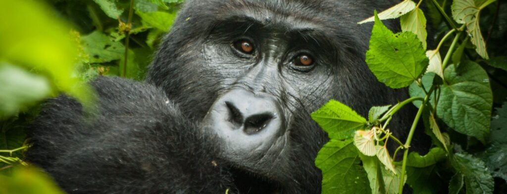 3 Days Bwindi Forest Eco Tour