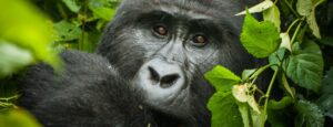 3 Days Bwindi Forest Eco Tour
