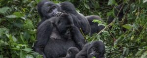 3 Days Gorilla Tour Bwindi Forest