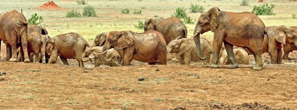 3 Days Kenya Wildlife Tour