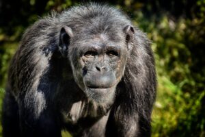 3 Days Kibale Chimpanzee Ecotour