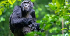 3 Days Ngamba Island Chimpanzees Trip