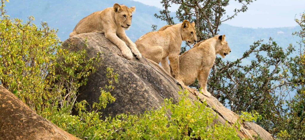 3 Days Samburu Camping Safari