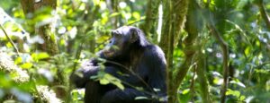 3 Days Semuliki Chimpanzee Tour