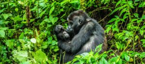 3-day Rwanda gorilla from Serengeti: All inclusive safari