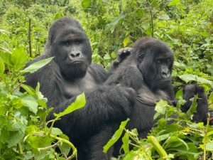 3-day gorilla trekking: Rwanda Vs Uganda vs DR Congo