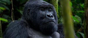 4 Days Bwindi Gorilla Safari