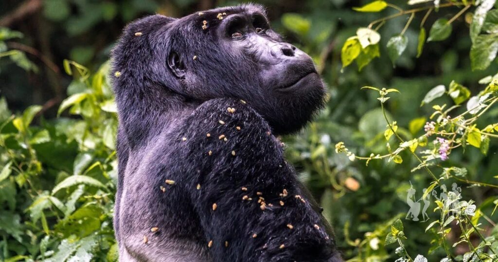 4 Days Gorilla Vacation Safari