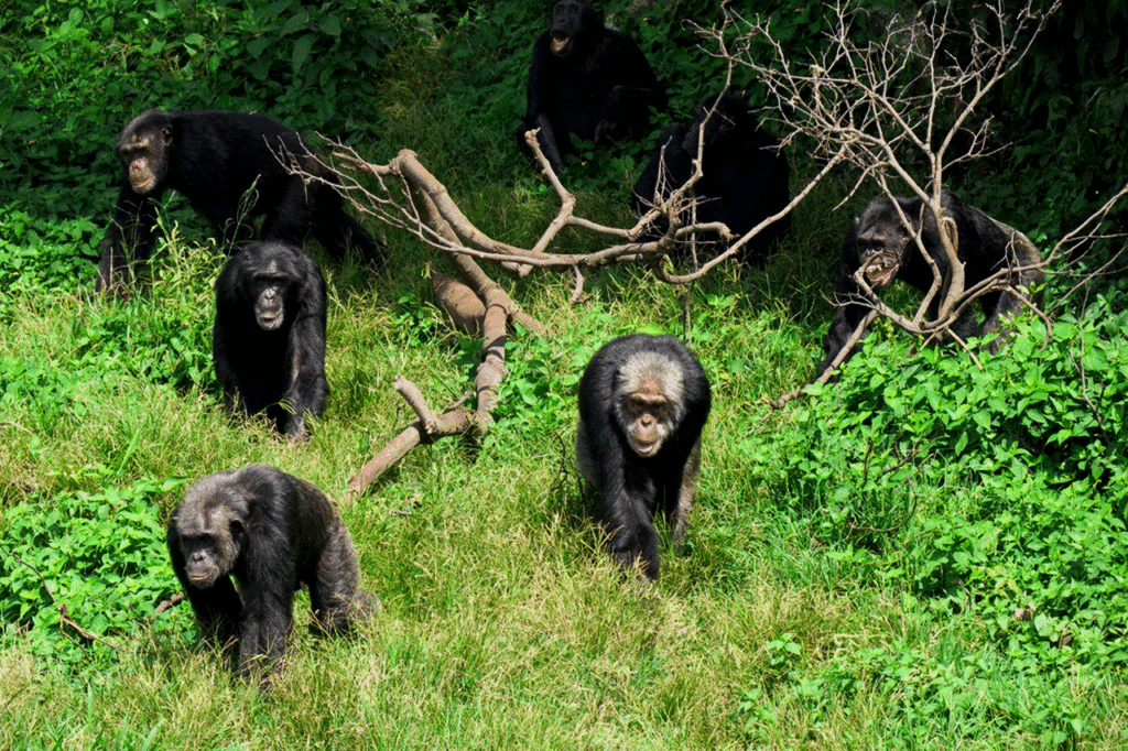 4 Days Kibale Ngamba Chimps