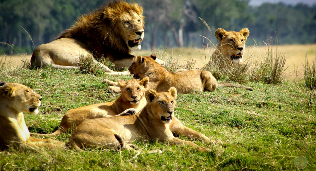 4 Days Wildebeest Migration Tour
