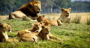 4 Days Wildebeest Migration Tour