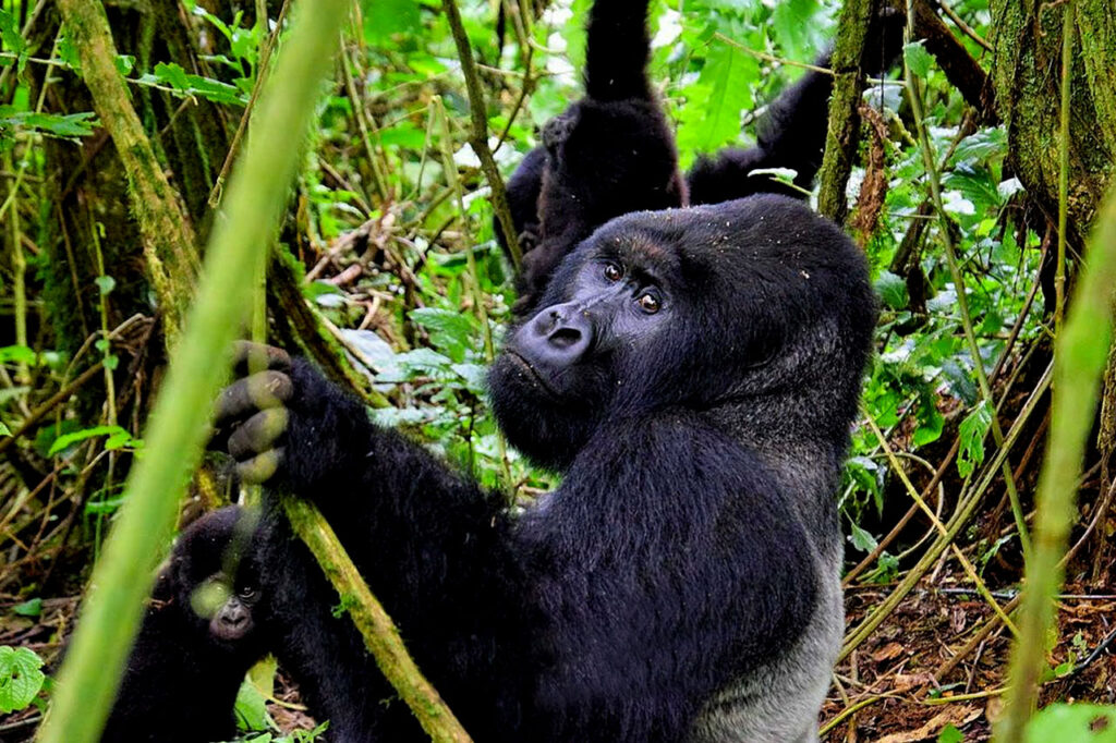 4 day Bisoke Hike/ Gorilla & Golden Monkey trekking