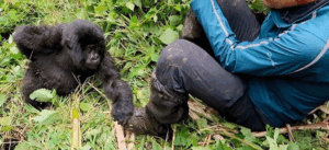 5 Days Rwanda gorilla trek