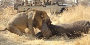 5 Days The Northern Circuit Pure Wildlife Safari