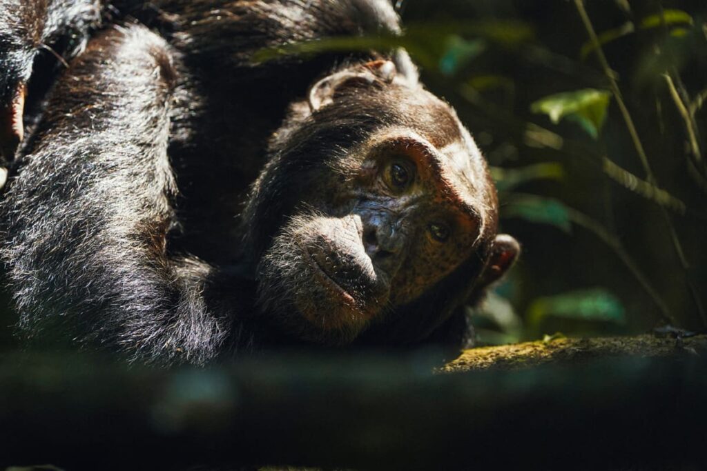 5 Days Uganda Chimpanzee Tour