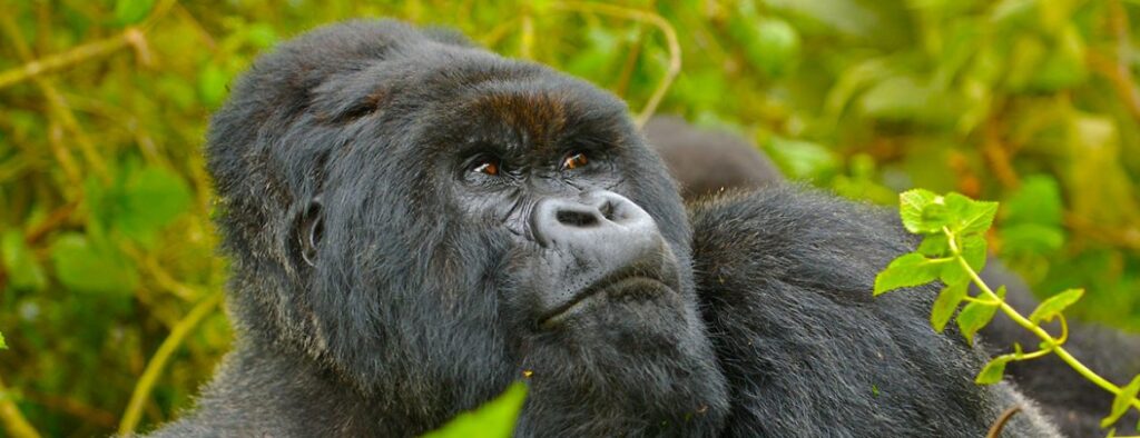 5-day gorilla habituation and trekking from Kigali