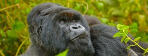 5-day gorilla habituation and trekking from Kigali