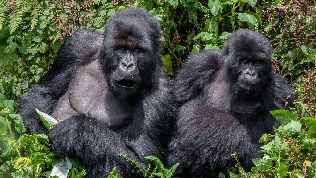 6 Day Rwanda safari with double gorilla trekking