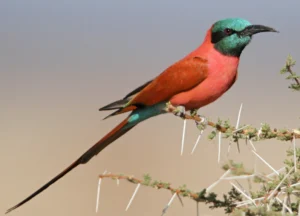 6 Days Birding Safari