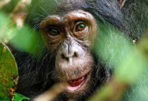 6 Days Chimpanzees and gorillas: Uganda primate safari