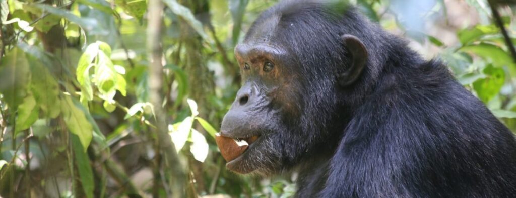 6 Days Gorilla & Chimpanzee Safari